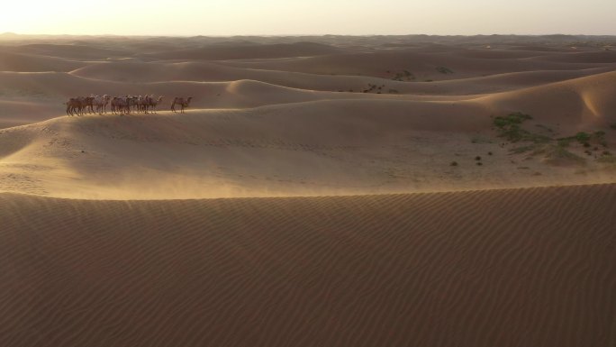 沙漠 扬沙 风中骆驼 恶略的环境 沙尘暴