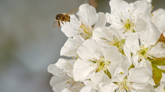 卡诺兰蜜蜂采蜜梨树花梨花天然蜂蜜