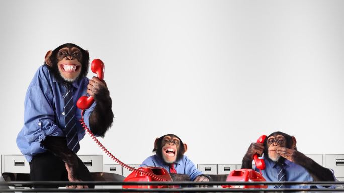 打电话的猴子