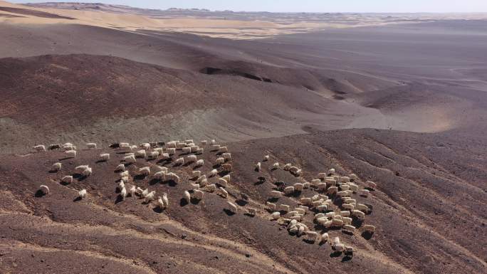 荒漠草原羊群 游牧 戈壁
