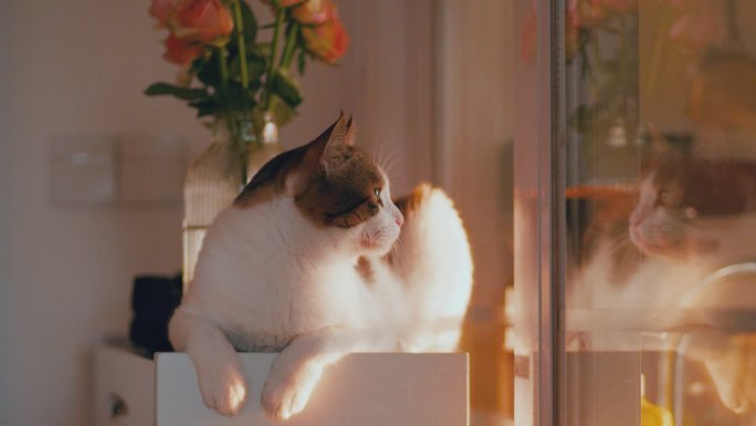 猫咪趴在窗边鞋柜上