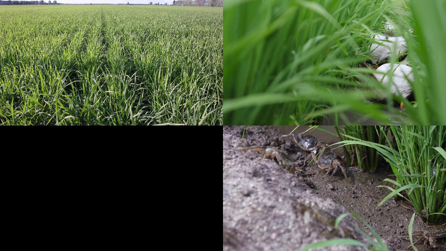 稻田水稻生长生态种植绿色农业螃蟹鸭子农业