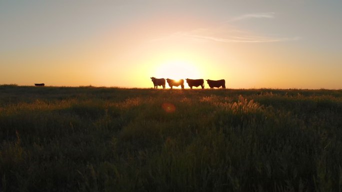 夕阳下的牧场黄昏日落环境