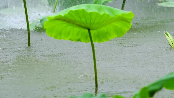 雨中荷叶荷叶特写大雨公园池塘