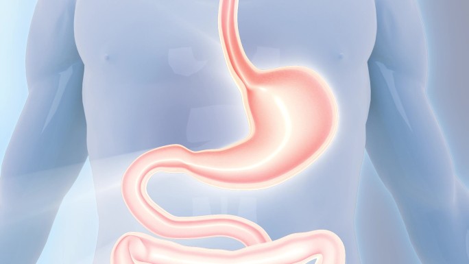 修复肠胃人体 肠道 肠胃清理
