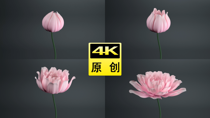 三维特效花盛开