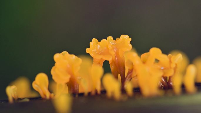 野生菌桂花耳