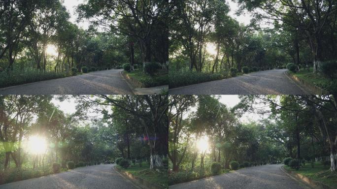 阳光穿过树木洒在公园道路上