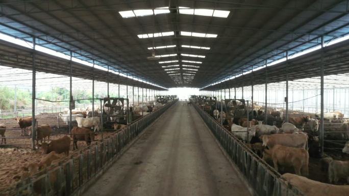 牛羊牧场