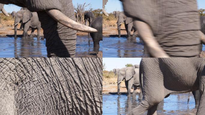 一群站在水坑里的大象