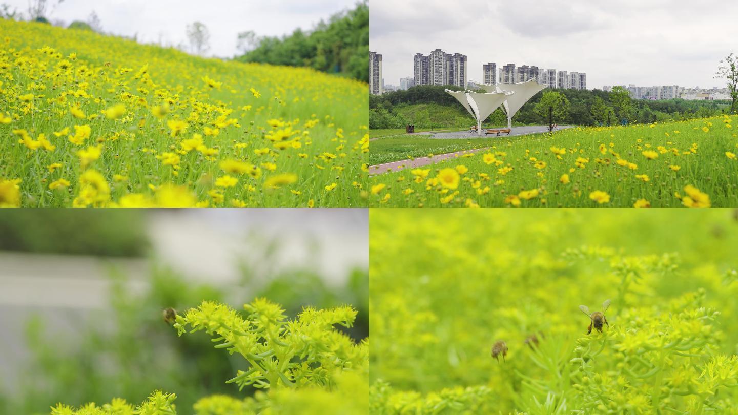 湿地公园小区环境散步小道