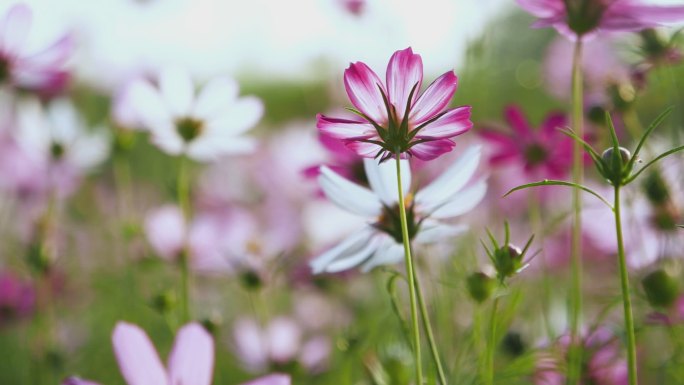 春天唯美花朵空镜，格桑花花海视频素材