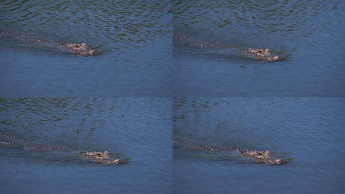 漂浮在水中的一条鳄鱼