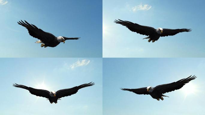 秃鹰在空中飞行-特写