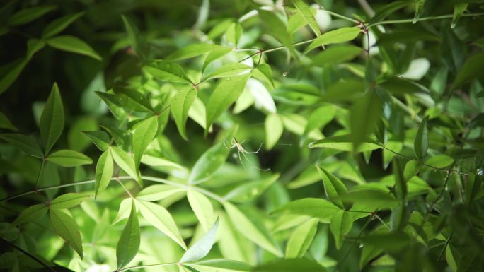 雨后蜘蛛结网