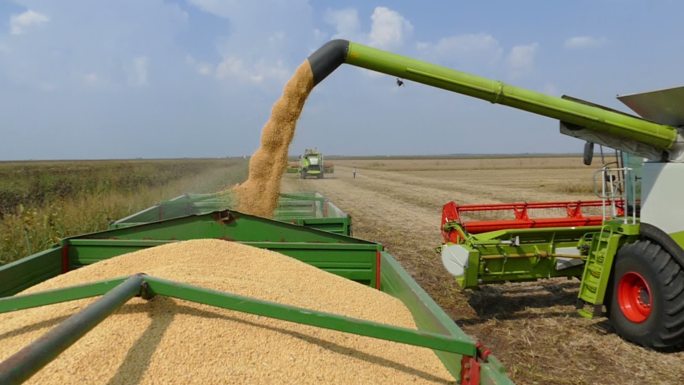 联合收割机卸豆现代化农业机械收割丰收收获