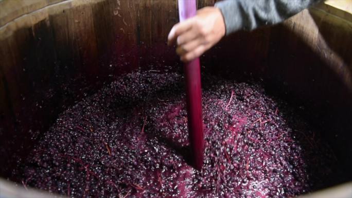法国波尔多葡萄园发酵过程中桶内混合葡萄酒