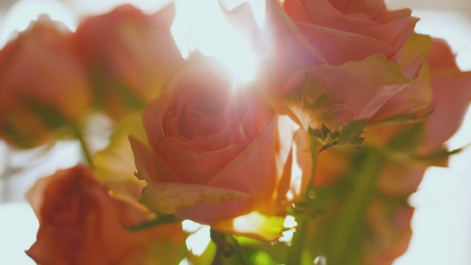 阳光穿过玫瑰花唯美逆光视频素材