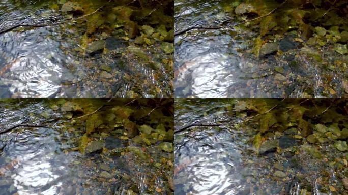 小溪水水流 慢动作04