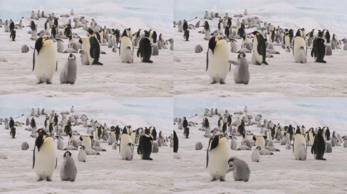帝企鹅极地南极冰雪雪地雪原