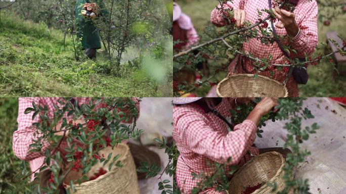 大凉山花椒花椒树四川特产花椒