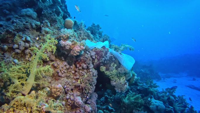 珊瑚礁上的塑料袋海底世界背景深海鱼群各种