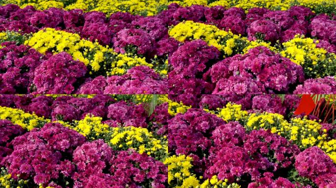 野花植物草花特写04