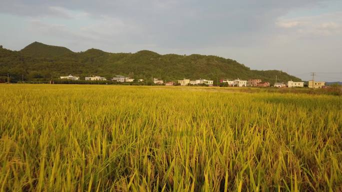 乡村田地航拍