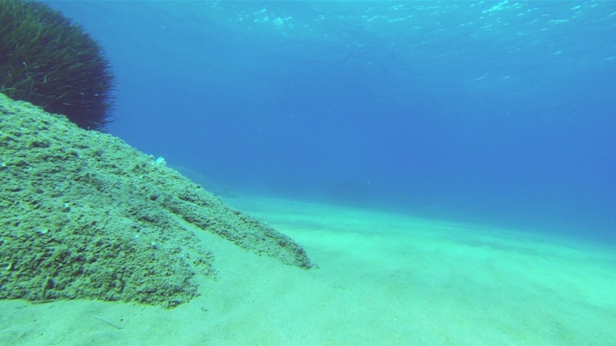 在深海里潜水水底海洋珊瑚礁海草下潜