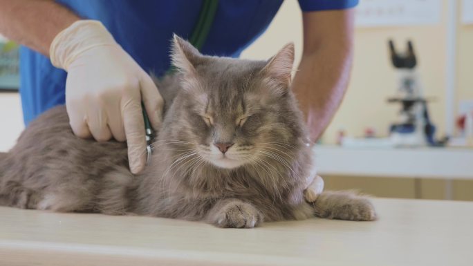 兽医诊所一只灰猫医生看病检查体检萌宠