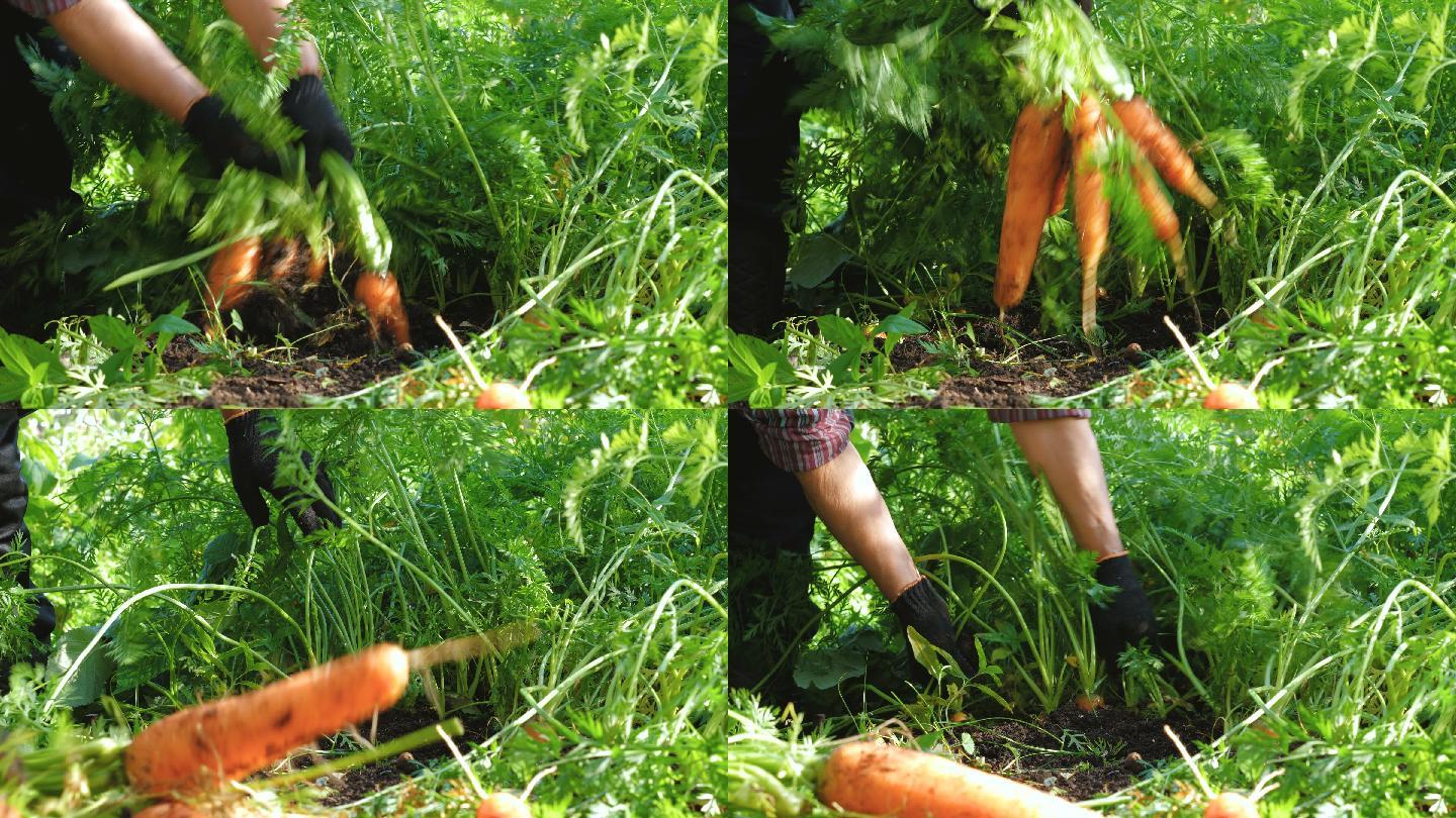 收割胡萝卜的农民。