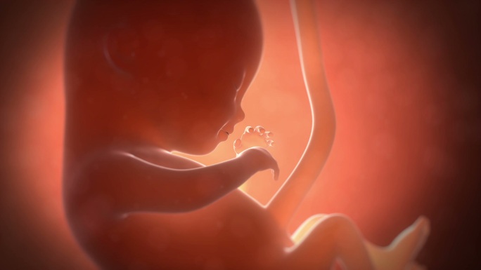 四个月大的胎儿孕育生命人工受孕胎盘营养吸