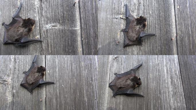 北蝙蝠在木墙上爬行
