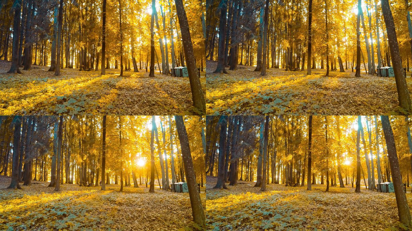秋天森林夕阳光影延时