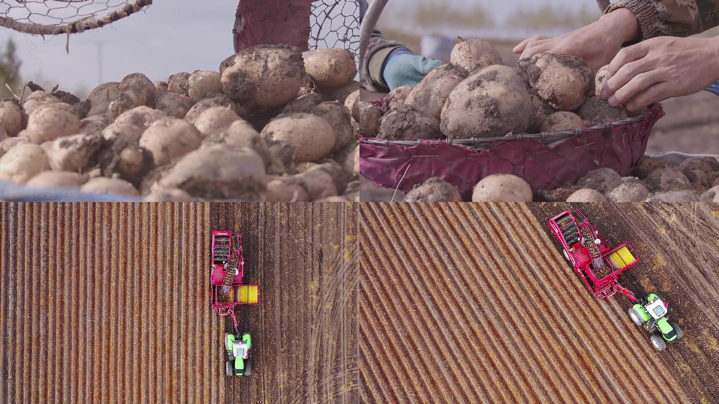 马铃薯土豆收割收获秋收人工收割机械收割