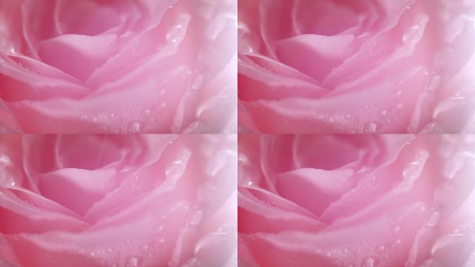 粉色玫瑰花朵上的水珠
