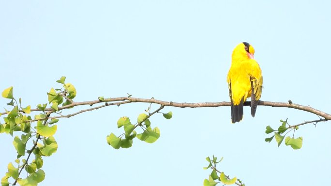 好漂亮的黄鹂鸟，好听的鸟叫声