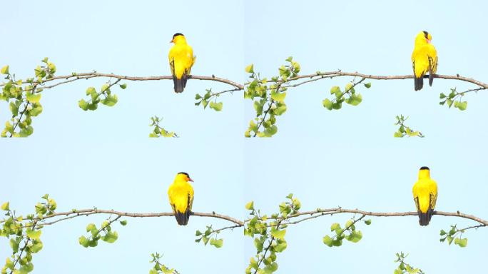 好漂亮的黄鹂鸟，好听的鸟叫声
