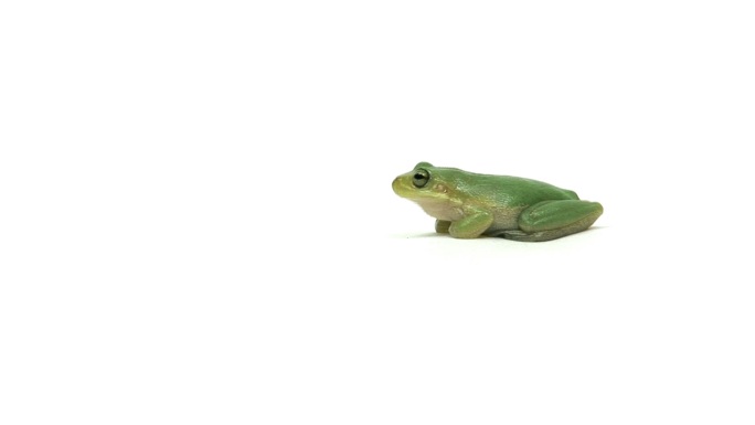 行走的绿树蛙