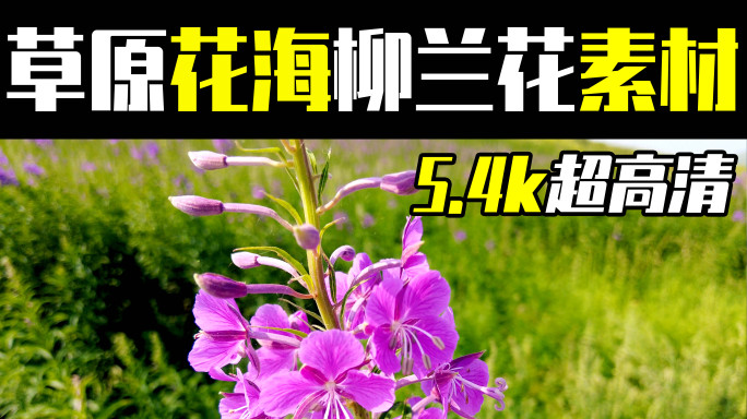 5.4k多组镜头拍摄草原上的柳兰花花海