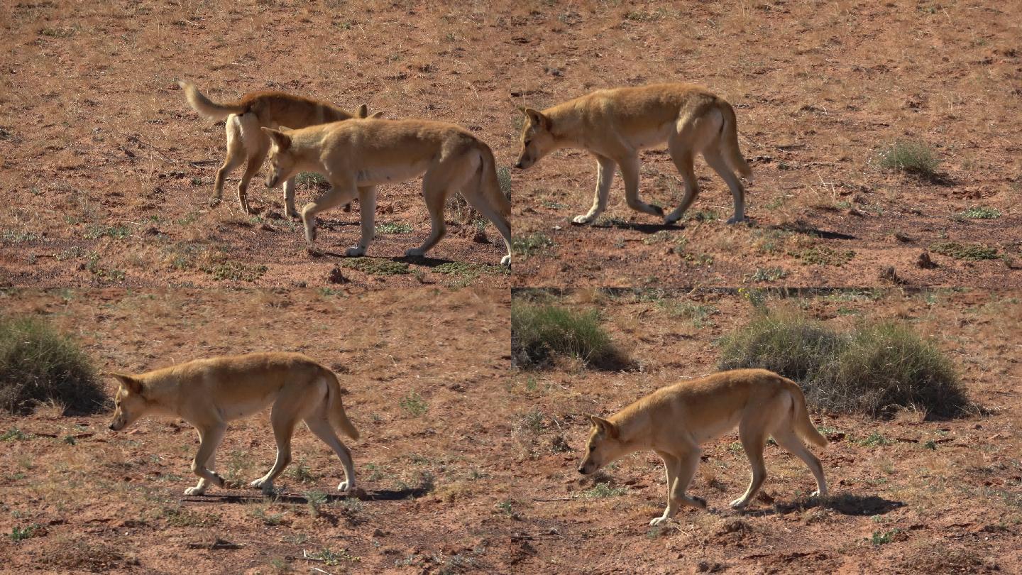 野狗狼狗野狼实拍视频无人区