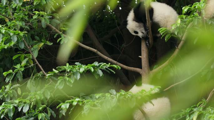 树上两只可爱的熊猫，4k