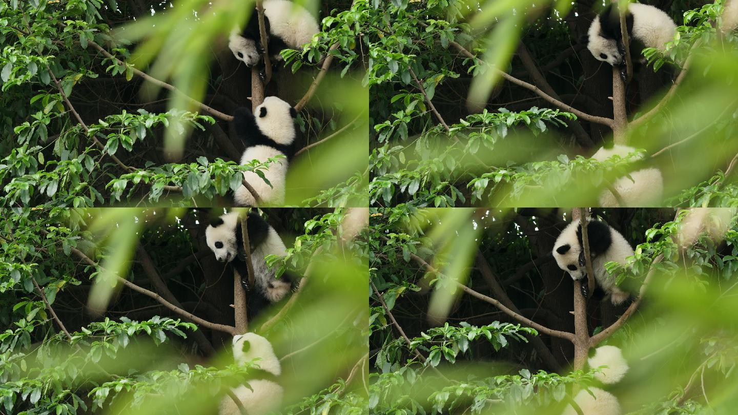 树上两只可爱的熊猫，4k