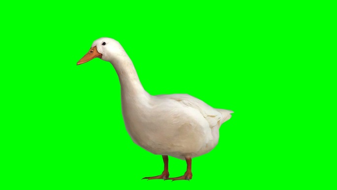 鸭在绿色屏幕上