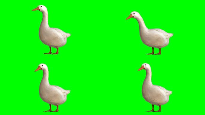 鸭在绿色屏幕上