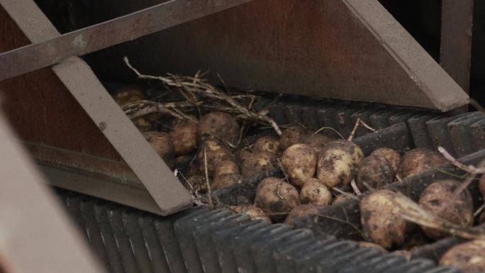 马铃薯土豆加工储藏流水线乡村振兴视频素材