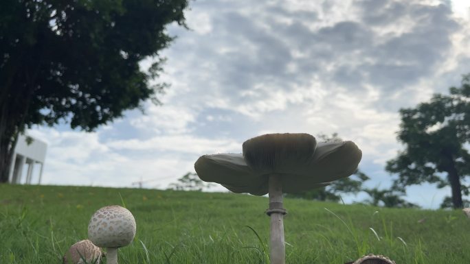 蘑菇空镜