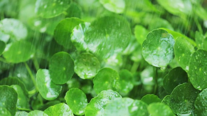 雨中的金钱草