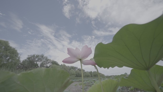 荷叶荷花原素材log可调色4K50P