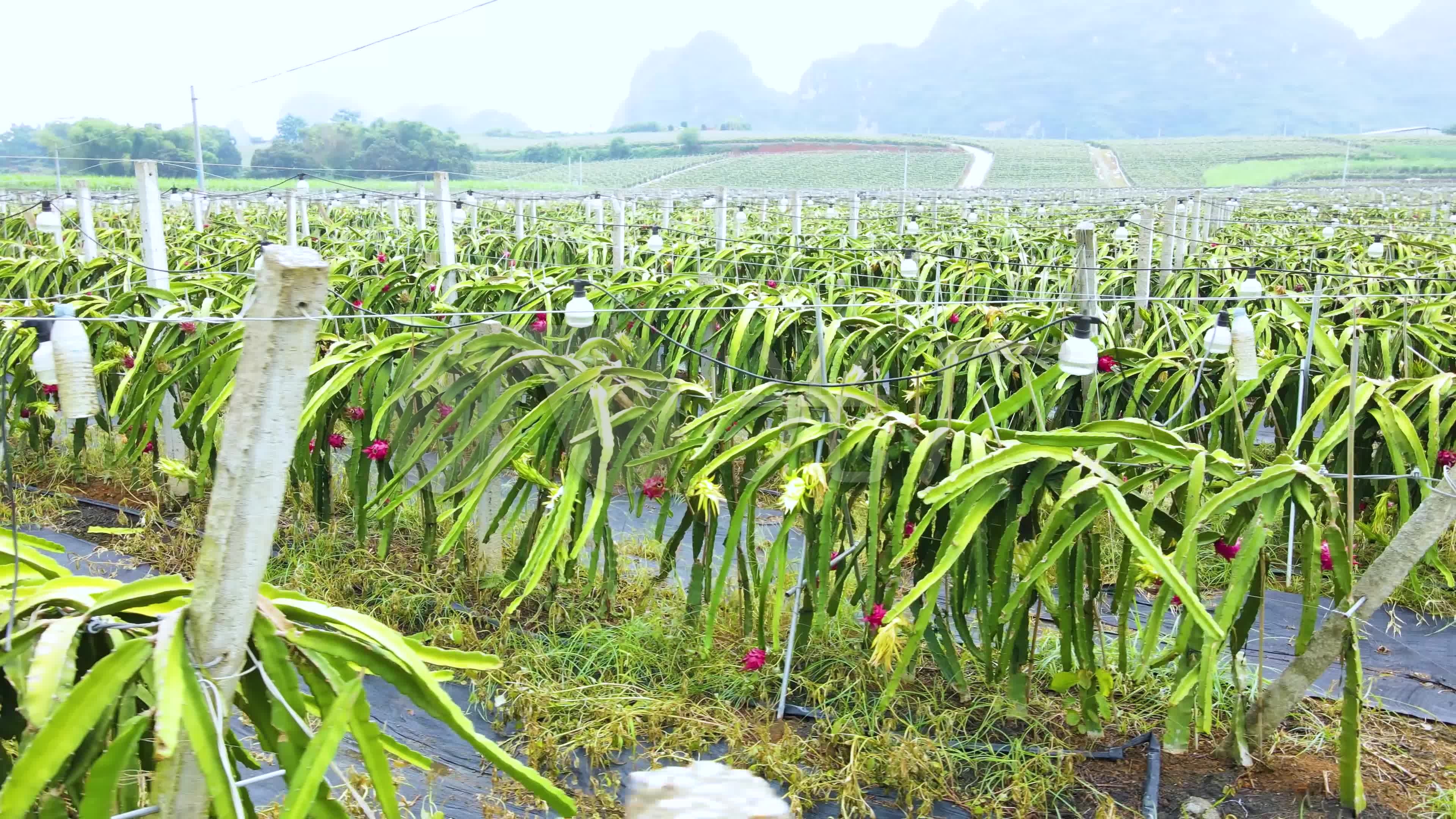 4k航拍广西农业火龙果种植基地